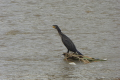 Phalacrocorax carbo