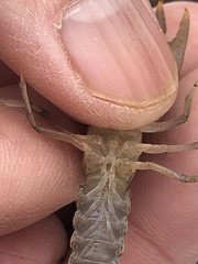 Fallicambarus tenuis