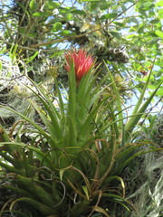 Aechmea recurvata