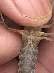 Fallicambarus tenuis