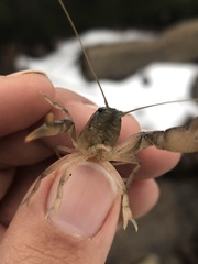 Fallicambarus tenuis