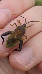 Amorbini