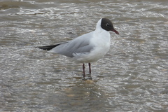 Chroicocephalus ridibundus