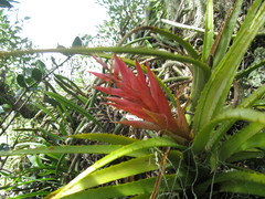 Aechmea recurvata