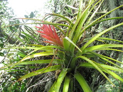 Aechmea recurvata