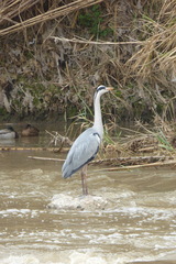 Ardea cinerea