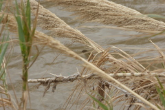 Phylloscopus collybita