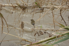 Phylloscopus collybita