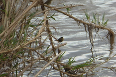 Phylloscopus collybita