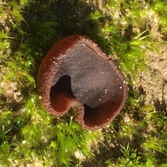 Plicaria endocarpoides