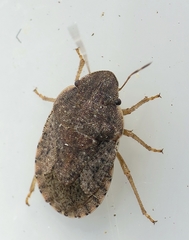 Sciocoris deltocephalus