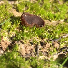 Plicaria endocarpoides