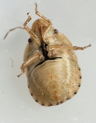 Sciocoris sulcatus
