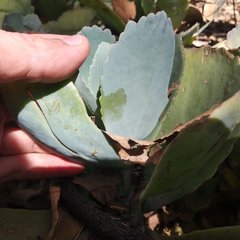 Kalanchoe marmorata