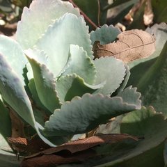 Kalanchoe marmorata