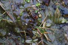 Subsecunda