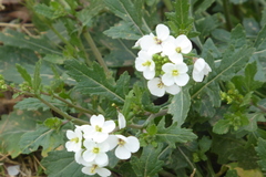 Diplotaxis erucoides