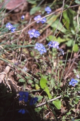 Veronica glauca