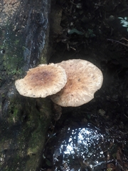 Fungi