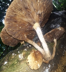 Fungi
