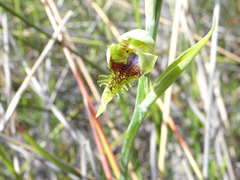 Calochilus herbaceus