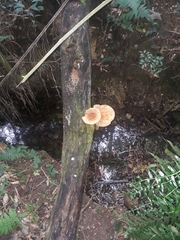 Fungi