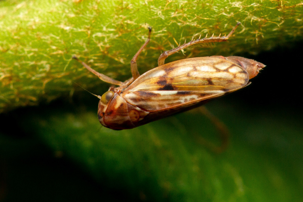 Chigallia