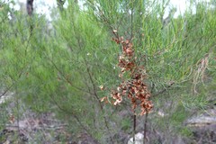 Dodonaea filifolia