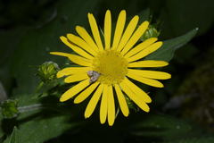 Doronicum austriacum