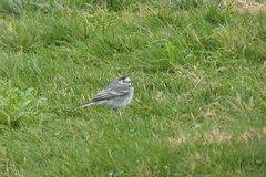 Motacilla alba
