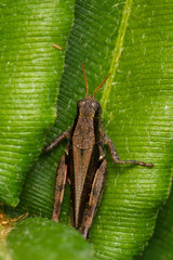 Dichroplus democraticus