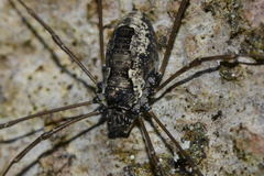 Platybunus pinetorum