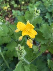 Chelidonium majus
