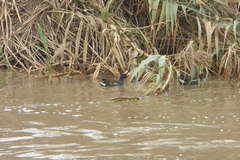 Gallinula chloropus