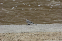 Motacilla alba