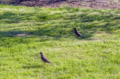 Turdus iliacus coburni