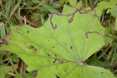 Phytomyza tussilaginis