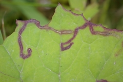 Phytomyza tussilaginis