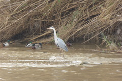 Ardea cinerea