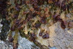 Subsecunda