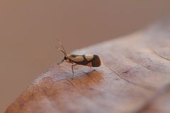 Nodozana thricophora image