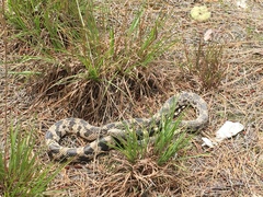 Pituophis melanoleucus melanoleucus