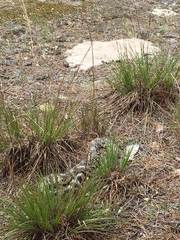 Pituophis melanoleucus melanoleucus
