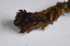 Subsecunda