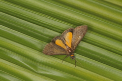 Virbia underwoodi
