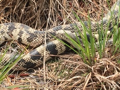 Pituophis melanoleucus melanoleucus
