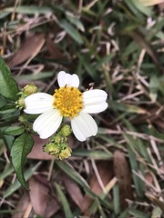 Bidens alba