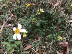 Bidens alba