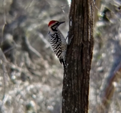 Dryobates scalaris