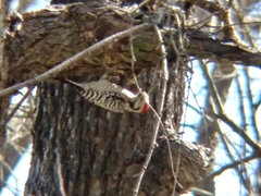 Dryobates scalaris
